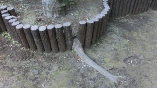 ケヤキの根（続） | 緑の環境委員会